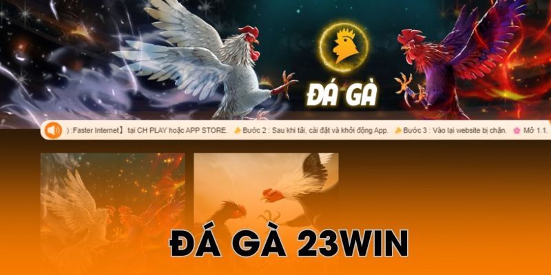 Hướng dẫn tham gia bắt kèo đá gà 23win cho người mới