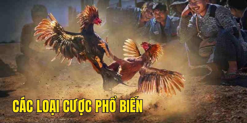 Các cửa cược phổ biến trong chiến kê cựa dao